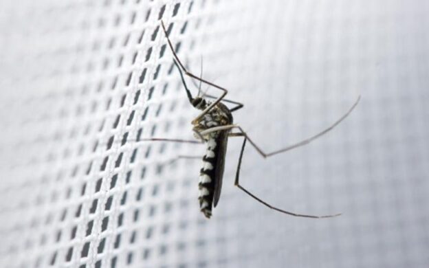 ecco come difendersi dalle zanzare